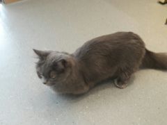 -飞行喵MR PILOT|猫舍·猫咖(静安大融城店)