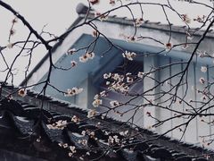 -无锡梅园公园