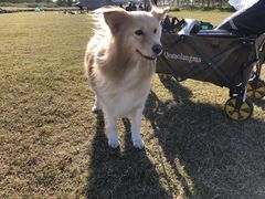 -春花秋色城市公园