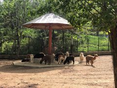 -大连森林动物园