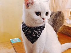 -猫色咖啡·猫咖