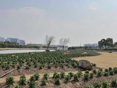 -春花秋色城市公园