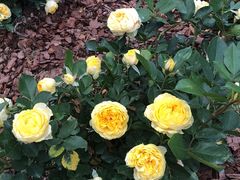 -人民公园(罗湖区)