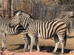 -大连森林动物园