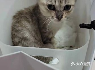 银子酱/住院观察逆推猫传腹