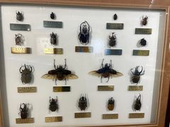-上海昆虫博物馆