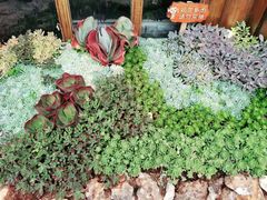 -木王宴语·野生鲜菌火锅(玉河店)