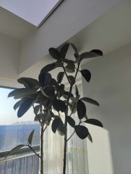 -HEYAN荷妍专业脱毛连锁机构