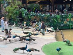 -西双版纳原始森林公园