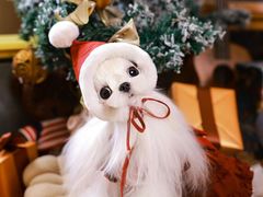 -萌宠之家·腊肠犬·马尔泰·小体犬舍