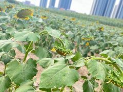 -光明小镇欢乐田园