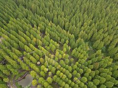 -黄海国家森林公园