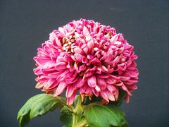 -北京植物园-展览温室