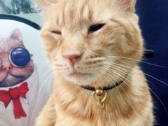 -李小姐の猫咖啡馆(五角场店)