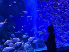 -成都浩海立方海洋公园