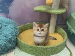 -糯米喵星人总部直营旗舰店·猫舍·幼猫出售
