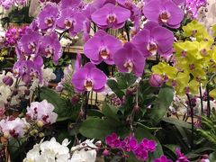 -双季花艺园艺市场(浦东店)
