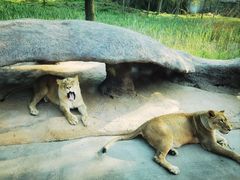 -北京野生动物园