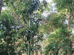 -西双版纳原始森林公园