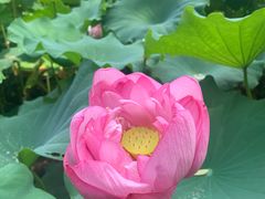 -陈家山荷花公园