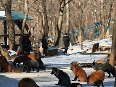 -宫城藏王狐狸村