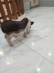 -Moni星球萌宠·小马宝莉·灵蛇·高端高阶全萌宠互动体验俱乐部(红豆国际广场店)