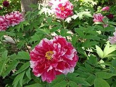 -莲花池公园