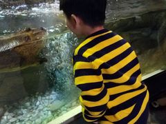 -迪拜水族馆及水下动物园