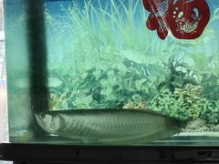 -佳明游泳馆(惠新西街南口店)