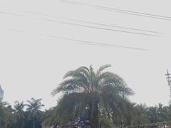 -万绿园