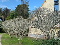 -中国科学院西双版纳热带植物园