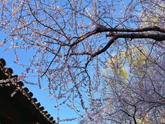 -春风习习