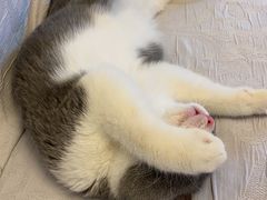 -东方名猫馆·英短金渐层布偶猫舍(环线广场1号楼店)