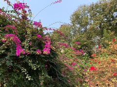 -中国科学院西双版纳热带植物园