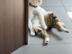 -Again Coffee Roaster(香蜜湖店)