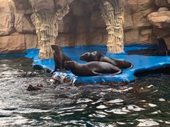 -华夏文旅海洋公园