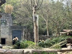 -都江堰中华大熊猫苑