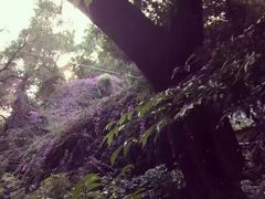 -金鸡山公园