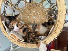 -新荟城(望京店)