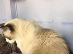 -喵屿·大理花园猫咖