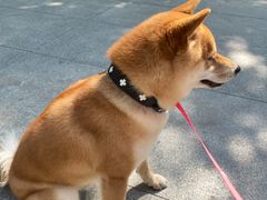 -FAELING PETS美天灵宠物(富力广场店)
