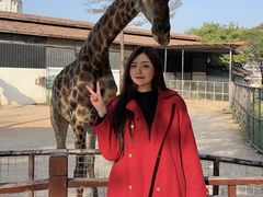 -灵玲国际马戏城
