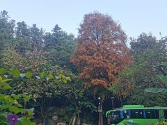 -深圳仙湖植物园