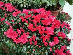 -武汉花鸟市场