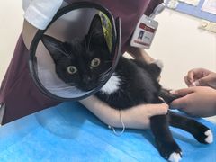 -艾贝尔宠物医院·24H转诊中心·肿瘤猫专科(江宁双龙店)