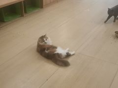 -是阿柴呀！柴犬咖啡·爱喵喵猫咖