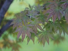 -西安外国语大学(长安校区)