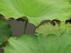 -绍兴镜湖国家城市湿地公园