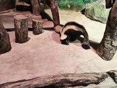 -正佳雨林生态植物园