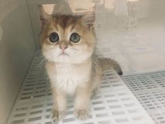 -lincat·猫舍(广州店)